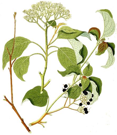 Pagoda dogwood