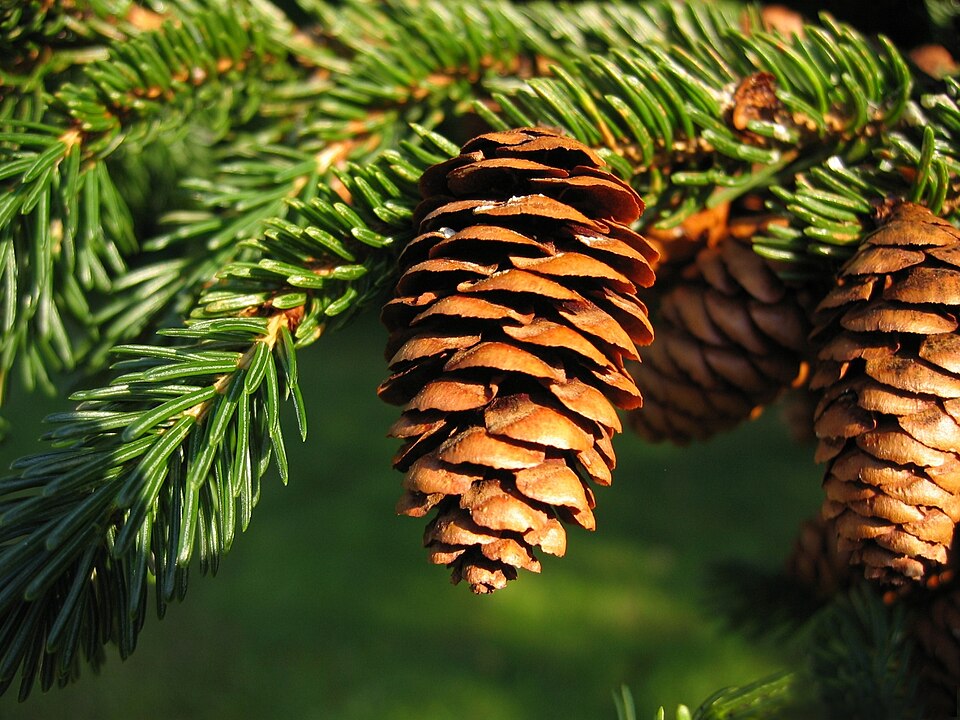 Red spruce