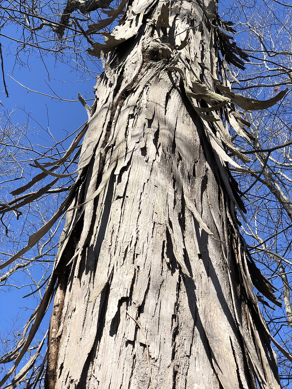Shagbark hickory trunk with characteristic shaggy bark