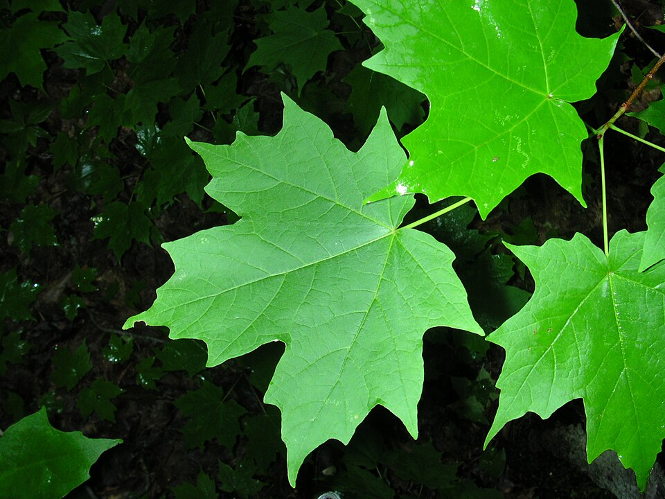 Sugar maple in autumn